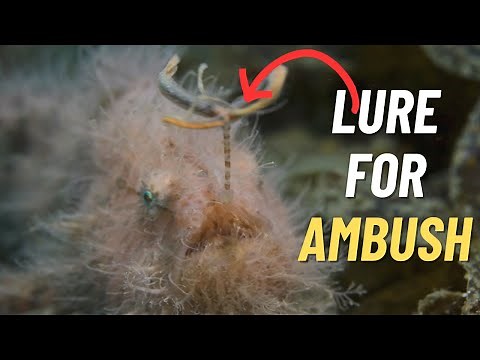 Marine Wonders: The Frogfish