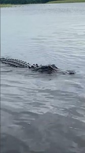 A wild gator swim-by? 🐊👀