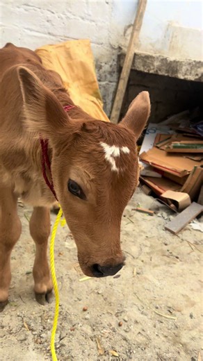 Nan Zmng Gwa Bachi Rorali de #vlog #foryou #minivlog #viral #sananmotivates