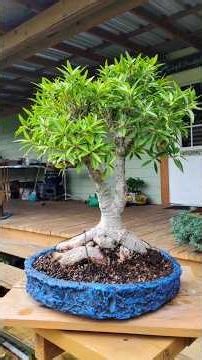 How to make a concrete bonsai pot for a Ficus, Part 2, finishing final steps @Bonsai by the Samurai