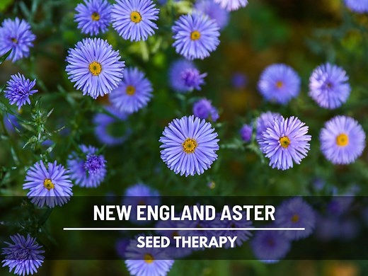 New England Aster Seeds – Native Heirloom Plant, Purple Fall Flowers for Pollinator Garden, Easy to Grow | 200 Seeds - Etsy