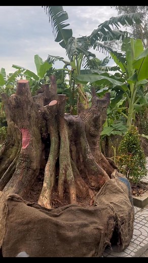 Khánh Hằng on Reels