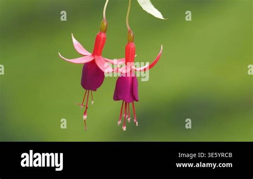 Close-up image of red fuchsia on a green background Stock Video Footage - Alamy