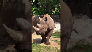 Rhino Strolls Peacefully Through the Park Grounds