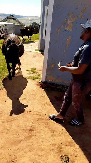 Man and Cow Interaction in a Rural Setting