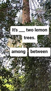 It's ____ two lemon trees. | Learn English with us