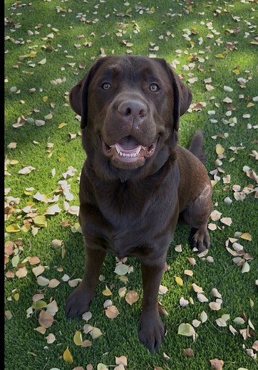 Heartwarming Moments with a Chocolate Lab Puppy