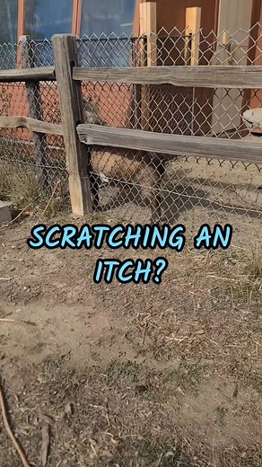 41 reactions | Finally identified the crazy grating sound we've been hearing! He won't do it if we're around. Follow us @duckberryfarm #goats #nigeriandwarfgoats #buck #smallfarm #womenfarmers #homesteading | Duckberry Farm | Facebook