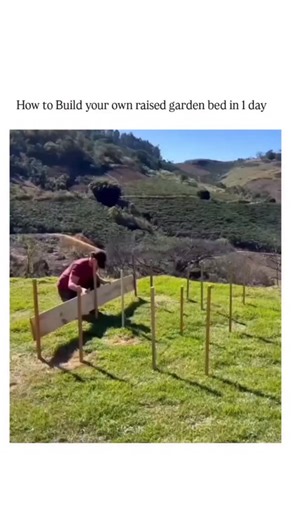 what if on Instagram: "- The video demonstrates a one-day DIY build of two 4x8-foot raised garden beds using untreated pine boards, screws, PVC hoops, and mesh netting for a protective cover, ending with soil filling and seed planting. - Raised beds enhance ergonomics by reducing bending, with extension studies showing they can increase usable growing space by 20-30% compared to traditional in-ground gardens, leading to higher overall yields. - While popular for quick setups, untreated wood may