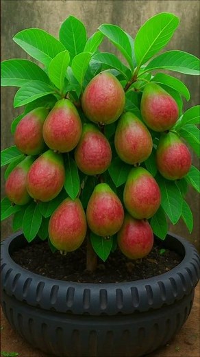 🍐 How to Grow High Yield Guava Tree at Home in Pots | Easy Guava Growing Tips