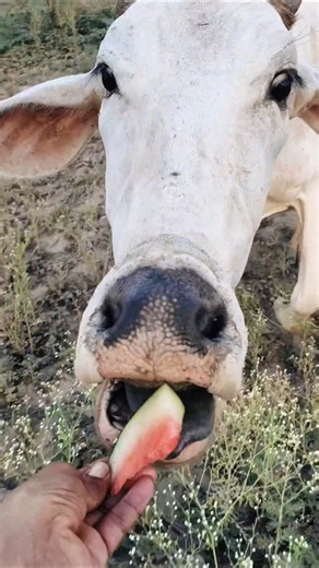 Feeding Watermelon to Cows! 🍉🐄 #shorts #cows #viralshorts