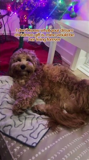 I don’t know what your dream christmas gift is, mine would be her living forever