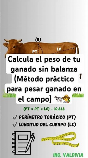 Calculate the weight of your cattle without a scale (Practical method for weighing cattle in the ...