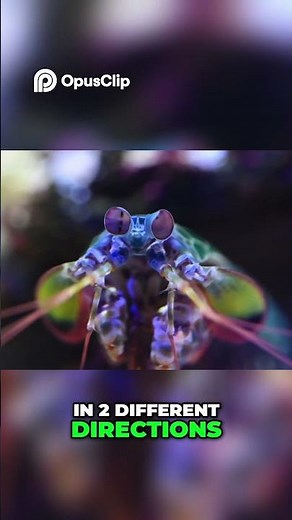 Mantis Shrimp Documentary – The Hidden Predator of the Reef