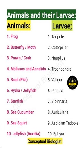Animals and their larvae 🔥// biology short video of infographic 🔥| #conceptualbiologist