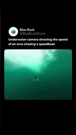 The Incredible Speed of an Orca Underwater
