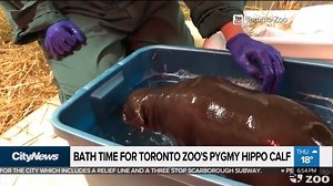 The Toronto Zoo has released an adorable new video of their newborn pygmy hippo calf taking a bath. | CityNews Montreal