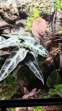 Ikea Åkerbär zum Terrarium umgebaut