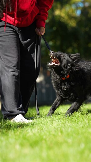 Gabby Attong on Instagram: "Talk sh*t get…. yelled at by a Mudi 📣😂 Hungarian Mudi | Dog Training #mudi #mudidog #hungarianmudi #rarebreed #dogtraining #dogtrainingtips #barking #barkingdog #igp #dogsports #herdingdog #workingdogs"