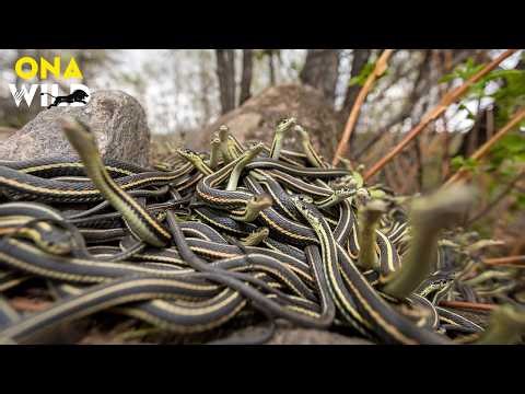 THE SECRET WORLD OF SNAKES & LIZARDS | Nature Animal Documentary
