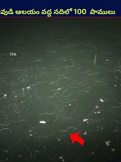 Hundreds of snakes in the river! #shorts #ytshorts #telugu #trending #viral #viralvideo #youtubes...