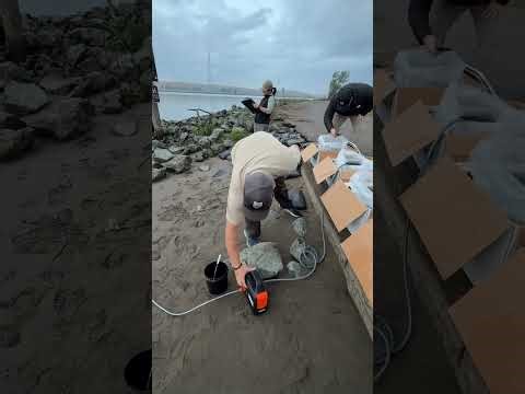 40 dph Delta Smelt Release at Sherman Island on April 1, 2026