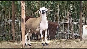 4K views · 77 reactions | 12 خروف بجودة عالية أولاد فحول سوبر ديال لانك (ANOC) لتحسين النسل أو لعيد الأضحى في تطوان، طنجة، المضيق، الفنيدق، مرتيل و إرسال لجميع المدن المغربية.للتواصل +212 689-988092 | الاسواق الماشية بالمغرب. | Facebook