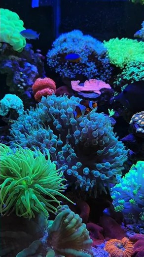 just Amazing Clown fish and Anemones !! #marineaquarium #nanoreeftank #clownfish #anemone