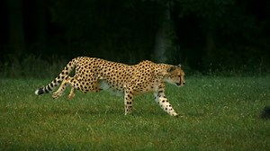 Cheetahs on the Edge--Director's Cut