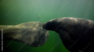 Manatee family swimming in green water in natural habitat. Underwater marine wildlife. Beautiful aquatic animals. Snorkeling with manatees. Animals in Singapore oceanarium. Diving tourism. Marine cow