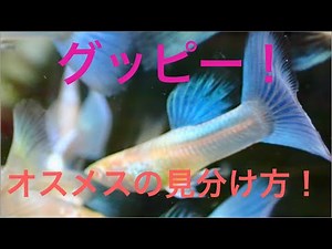 超簡単！グッピーの雌雄（オスメス）の見分け方のポイントや生態の紹介！