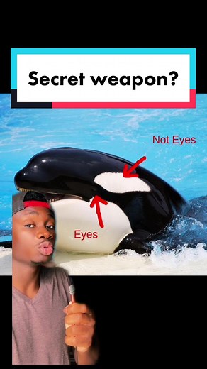 The Enigmatic Gaze of Orca Whales