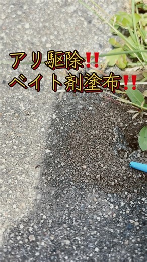 アリ駆除‼️#害虫駆除#アリ駆除