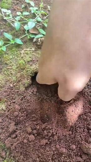 How to catching crickets #crickethole #naturesound #reels2025 #trending #viral #reels | Dakala Duncan | Facebook