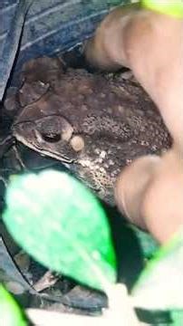 funny catching toad frog 🐸 #frog #insects #funny #animals #toad #frog #nature @funnyanimalfrog