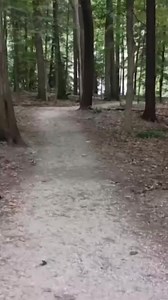 While visiting Erie, we explored the breathtaking Wintergreen Gorge park, conveniently situated near Penn State. This park is a must-visit destination for anyone looking for a tranquil and picturesque experience. With a 1.2-mile trail that offers stunning views, visitors can enjoy a leisurely walk or hike. The main trail is also handicap accessible for the first half mile, making it easy for everyone to enjoy the park's natural beauty. We walked along the lower creek and discovered two beautiful