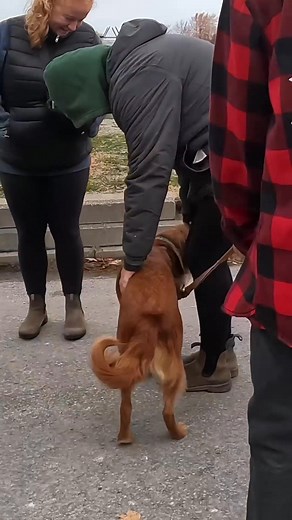 i had a few people come up to me sad they missed out seeing @xxl.bruce! he had a big day and ended up leaving early to go home to sleep 🥺🐶 | XXL Scrunchie & Co