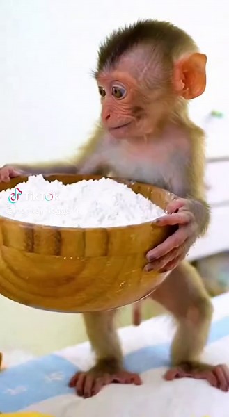 Little Baby Monkey Plays Joyfully with Mama