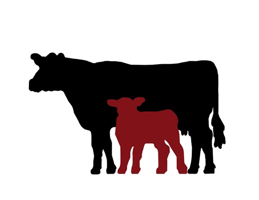 Krowa mleczna w pytaniach: nauka - praktyce