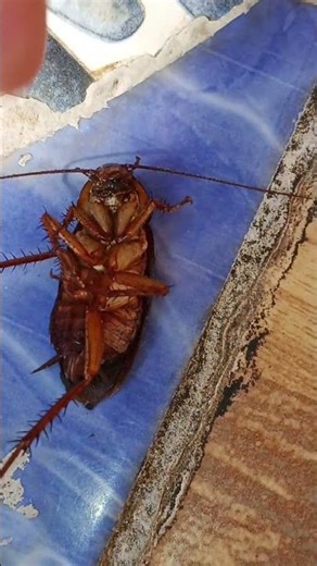 # 🌎 earth discoveries[ #scary cockroach 🪳 😱😨]