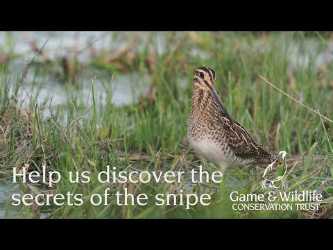 The Snipe Appeal: Help us discover the secrets of the snipe