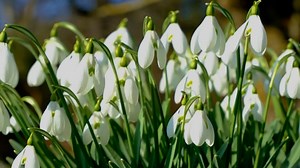 Snowdrop, Flower, Blossoms. Free Stock Video