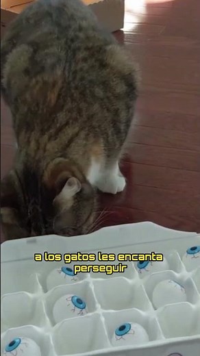 Estos son los MEJORES JUGUETES para GATOS