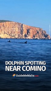 Just when you thought Comino couldn’t get more beautiful 🐬😍 📷 Instagram - saaxhaa #GuideMeMalta #dolphins #Comino #malta | GuideMeMalta.com