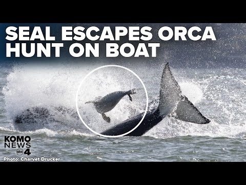 Brave seal escapes EPIC orca hunt as witnesses use boat to rescue the animal in Puget Sound