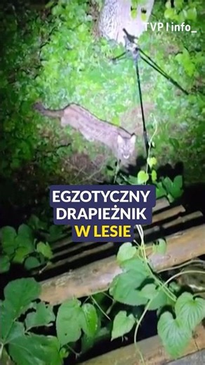 Exotic animal spotted in Polish forest. The search is underway #poland #animals #shorts