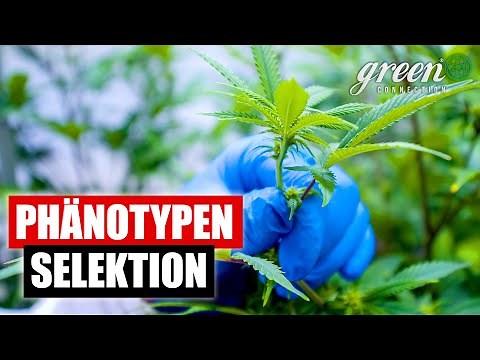 Wie wir Cannabis Pflanzen selektieren