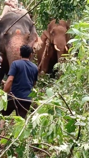 Incredible Wild Elephant Rescue & Relocation Operation in Karnataka! 🐘🚜 #wildelephant #nature