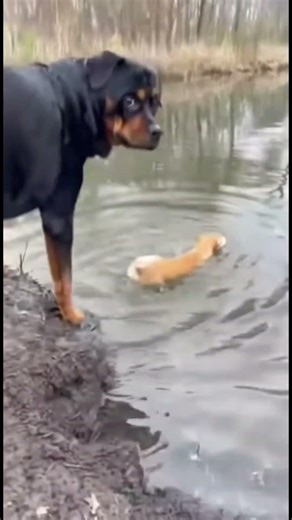 Rottweiler lets intrusive thoughts win 💀 (Chihuahua Betrayal)