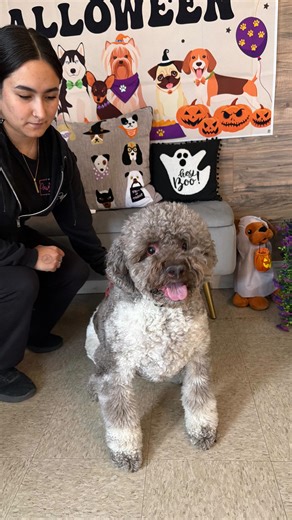 At Four Paws, we know how to pawty 😎 looking for somewhere to send your pup for treats and fun? Give us a call (209)-710-4420 Dog Daycare, Dog Boarding, Dog Grooming, Pawty, Central Valley, 209, FourPawsPetHotel | Four Paws Pet Hotel